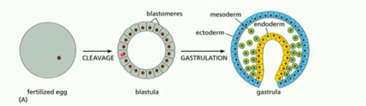 <p>1) cleavage (many cell divisions) of fertilized egg</p><p>2) gastrulation of blastula to create gastrula</p><p>fertilized egg → (cleavage) →blastula →(gastrulation)→ gastrula</p>