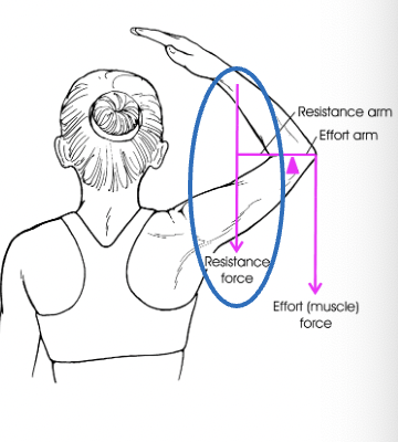 <ul><li><p>a force that resists the effort force in a lever</p></li></ul>