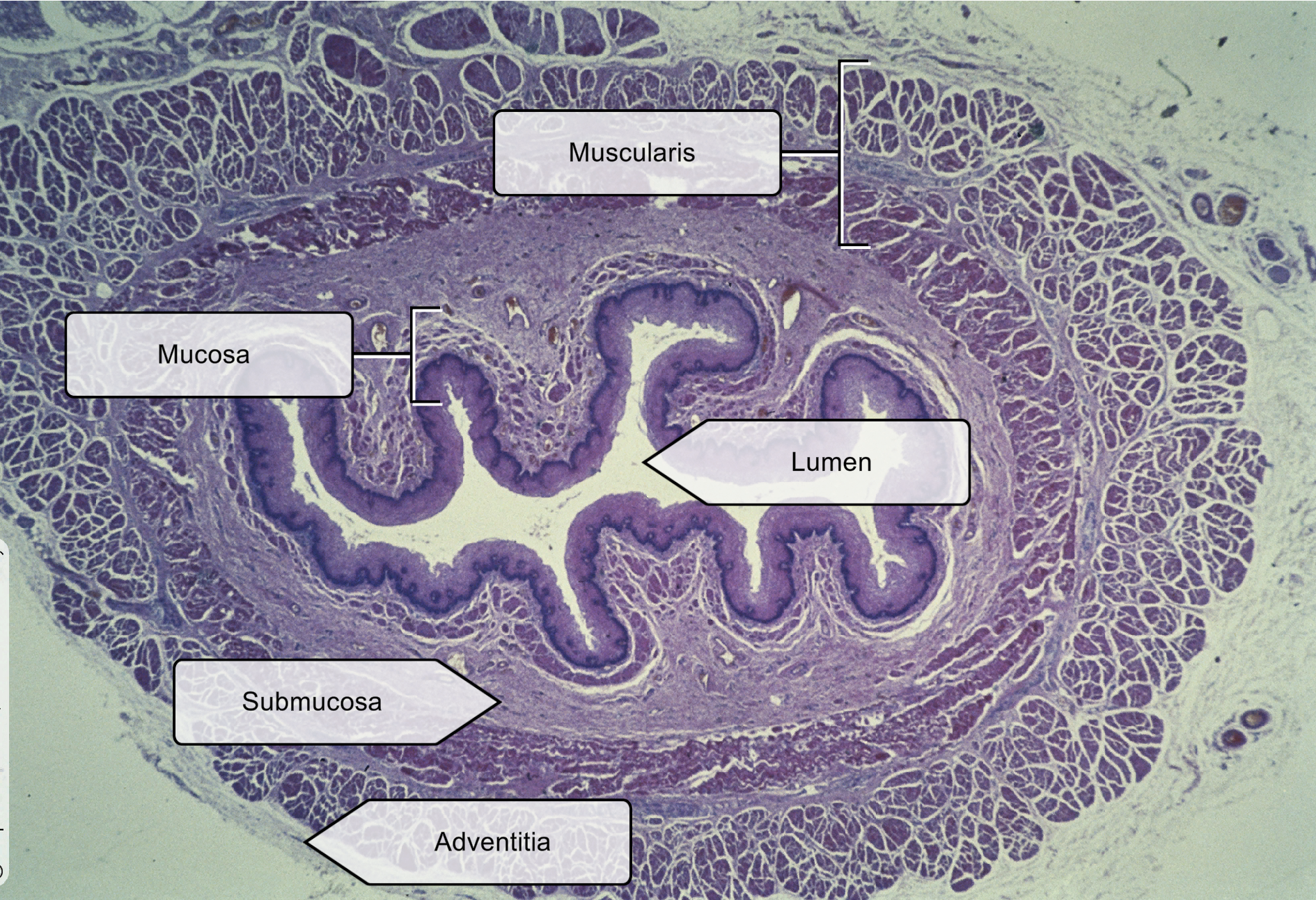 <p>Mucosa layer- <span>stratified squamous epithelium, non-keratinized</span></p>