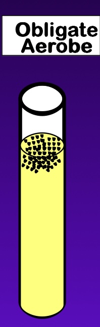 <p>grow only when oxygen is available</p>