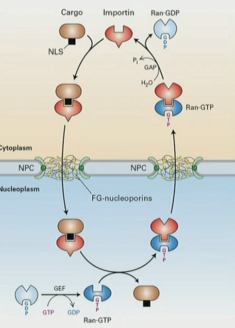 <ol><li><p>importin binds to NLS of cargo protein </p></li><li><p>importin-cargo diffuses thru NPC (work w/ FG-nucleoproins)</p></li><li><p>Ran-GDP releases GDP, binds GTP</p></li><li><p>Ran-GTP binds to importin, releases cargo </p></li><li><p>importin-Ran-GTP complex transported to cytoplasm</p></li><li><p>GTP hydrolysis, Ran-GDP conf change releases importin</p></li></ol><p>GEF in nucleus, GAP in cytoplasm</p><p></p>