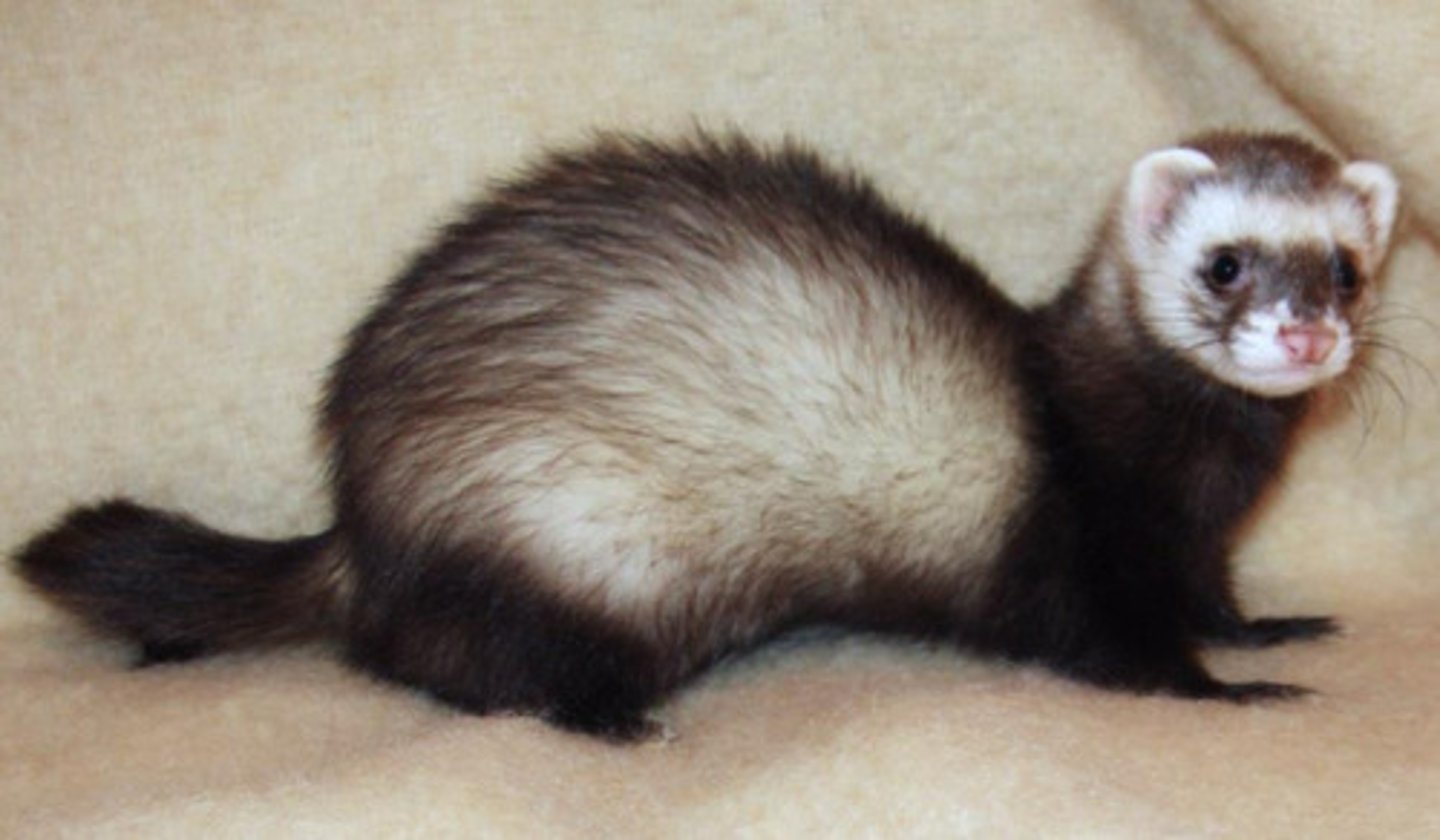<p>What is this ferret doing that tells us he is extremely fearful?</p>