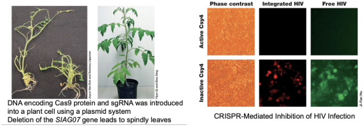 <ul><li><p>Targeting tomato mutation leads to needle-like or wiry leaves </p></li><li><p>Targeting HIV or other viral RNAs, acting as diagnostic tools and targeting viruses and cells </p></li><li><p>Removal of 62 copies of porcine endogenous retrovirus from swine cells to facilitate organ transplants</p></li></ul><p></p>