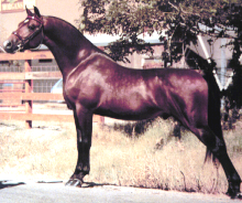 <p>Developed by Justin Morgan, 14.1 to 15.1 hands, 1000 to 1200 lbs, developed as a general purpose horse for New England farms. two types- English pleasure and stock. (Thoroughbred and Arabian mix) Upright tail, level croup, long almost up right neck. Does the weird leg thing with his back legs</p>