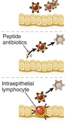 <p>There is a physical barrier to the infection so pathogens cannot pass through</p><p>Antibiotics are produced to destroy and kill microbes</p><p>Intraepithelial lymphocytes kill microbes and infected cells</p>