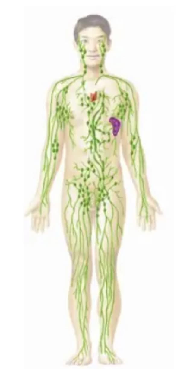 <p>What body system is this?</p>