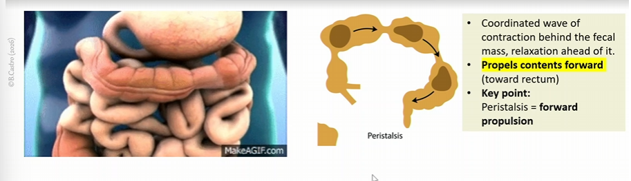 <p>coordinated wave of contraction behind the fecal mass</p><p>relaxation ahead of it</p><p></p><p>propels contents fowards (towards rectum)</p>