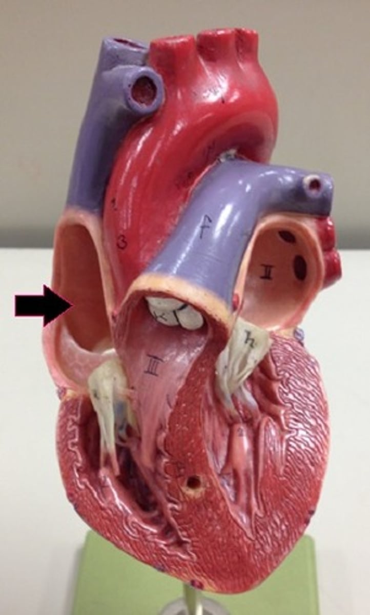 <p>Identify the chamber.</p>