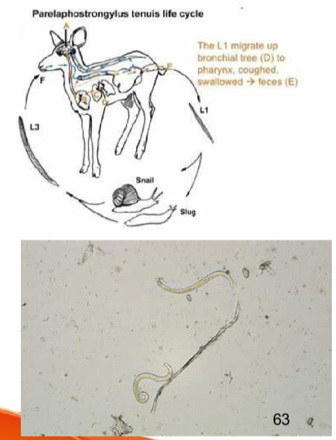 <ul><li><p>Meningeal worm (white-tailed deer parasite) </p><ul><li><p>white-tailed deer is the normal host </p></li></ul></li><li><p>requires a snail in the life cycle </p></li><li><p>SACs and ruminants become <strong>aberrant host</strong>s by ingestin the larvae </p></li><li><p>larvae migrate through the body penetrating the spinal cord and entering the brain </p></li></ul><p>Clinical signs: Generalized ataxia, convulsions, coma and death </p><p>Diagnosis: </p><ul><li><p>cerebrospinal fluid (CSF) analysis reveals high protein </p></li><li><p>necropsy shows L4 or L5 larvae in spinal cord or brain tissue </p></li></ul><p>prognosis: poor prognosis </p><p>treatment: </p><ul><li><p>supportive care </p></li><li><p>anti-inflammatory drugs: phenylbutazone </p></li><li><p>anthelmintics (dewormers) </p><ul><li><p>invermectin </p></li><li><p>fenbendazole </p></li></ul></li></ul><p>prevention: </p><ul><li><p>deer control remove any deer from the area maintain good fences </p></li><li><p>ivermectin injections administer monthly ivermectin injections starting at 1 month of age </p></li><li><p>snail control implement measures to control snail populations</p></li></ul><p></p>