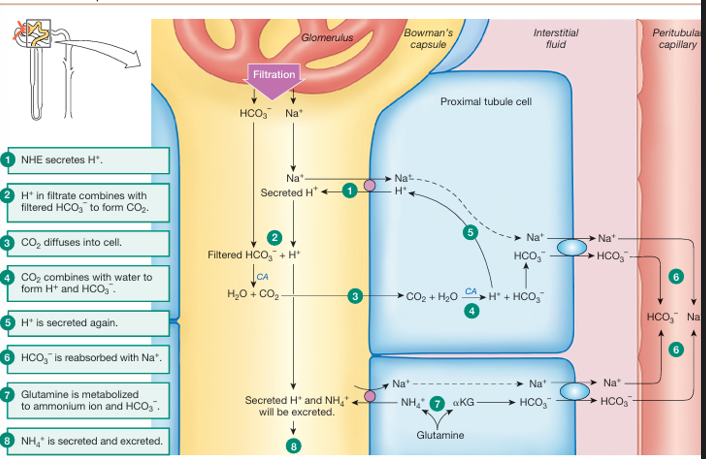 <ol><li><p>the apical Na+-H+ exchanger(NHE) secretes H+ into the tubule</p></li><li><p>H+ in the filtrate combines with filtered HCO3- to form CO2</p></li><li><p>CO2 diffuses into the cell</p></li><li><p>CO2 combines with water to form H+ and HCO3-</p></li><li><p>H+ is secreted again</p></li><li><p>HCO3- is reabsorbed with Na+ (basolateral Na+-HCO3 - symporter)</p></li></ol><p>in another (linked) pathway:</p><ol><li><p>glutamine is metabolized to ammonium ion and HCO3-</p></li><li><p>NH4+ is secreted and excreted</p></li></ol><p></p>
