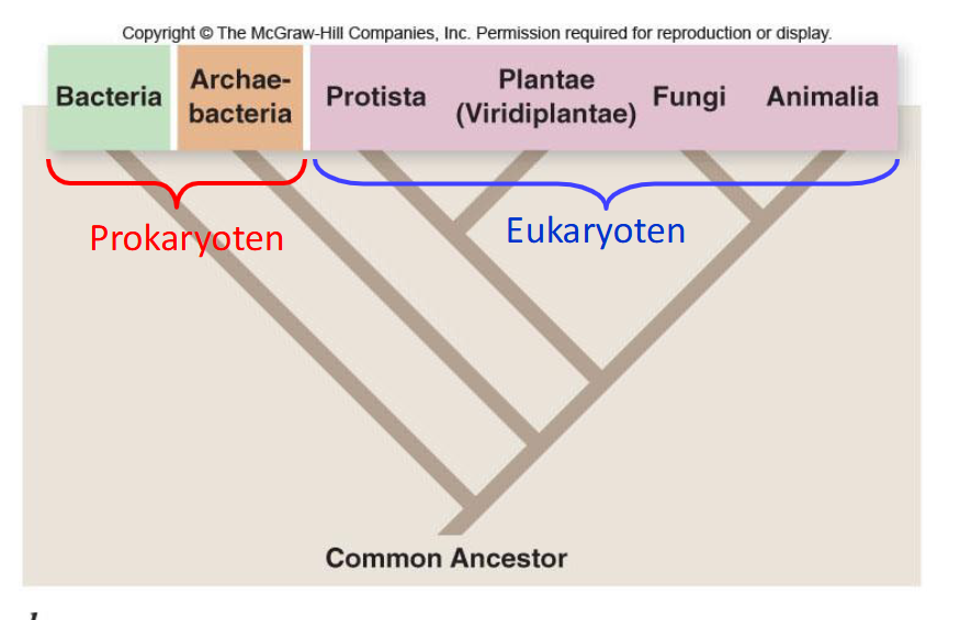 <p>6 rijken </p><ul><li><p>becteria (prokaryoot)</p></li><li><p>archaea-bacteria  (prokaryoot)</p></li><li><p>prosista  (eukaryoot)</p></li><li><p>plontae (eukaryoot)</p></li><li><p>fungi   (eukaryoot)</p></li><li><p>animalia  (eukaryoot)</p></li></ul><p>3 domein systemen</p><ul><li><p>archaea </p></li><li><p>bacteriën </p></li><li><p>eukarya </p></li></ul><p></p>