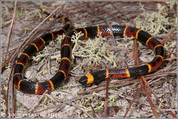 <p>sandy areas; Coastal Plains; yellow, red, black bands</p>