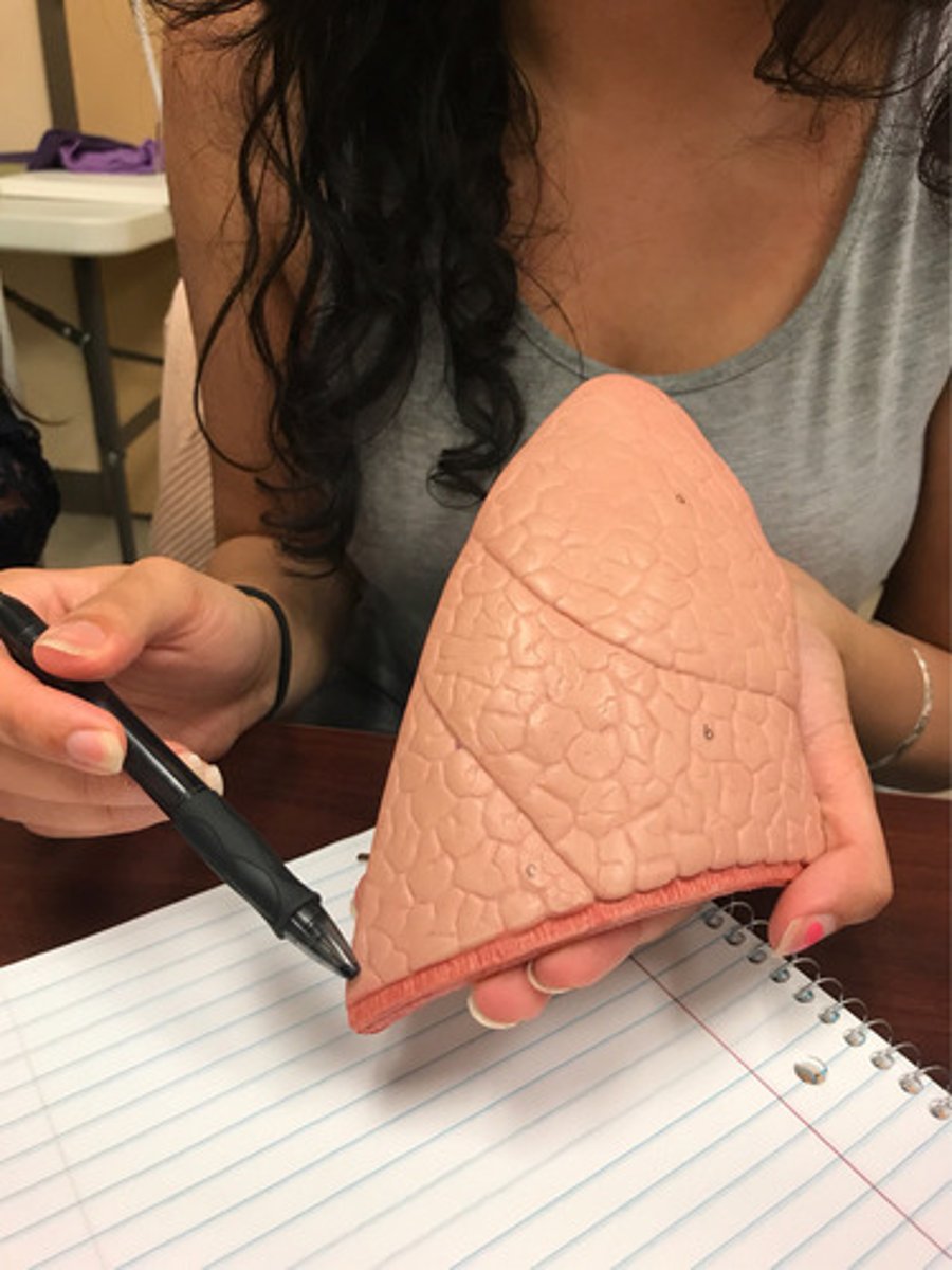 <p>lower portion of the lung</p>