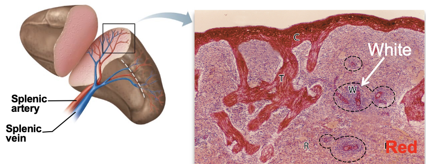 <p>immune surveillance of blood (white pulp), removal of old RBCs (red pulp)</p>