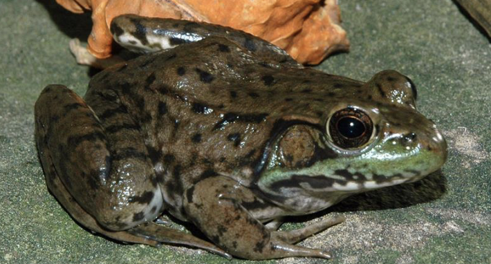 <p>amphibian?</p>