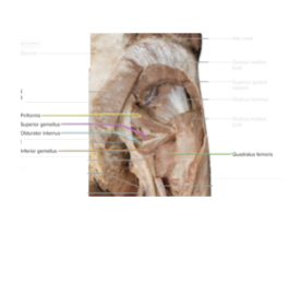 <p>Lateral rotators of the thigh.</p>