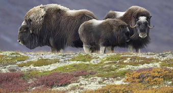 <ul><li><p>Entre el bosque boreal y el Polo norte. (tundra alpina a grandes altitudes en montañas).</p></li><li><p>Temperaturas &lt; 0 ºC al menos 7 meses</p></li><li><p>Precipitaciones escasas y mayormente en forma de nieve</p></li><li><p>Sin árboles (arbustos perennes, hierbas musgos y líquenes)</p></li><li><p>Fauna: herbívoros nómadas (caribú, buey almizclero), pequeños roedores (lemmings) y depredadores (lobo, zorro ártico)</p></li><li><p>Baja productividad primaria</p></li><li><p>Baja tasa de descomposición</p></li><li><p>Suelos poco profundos.</p></li><li><p>Frecuentemente con permafrost</p></li></ul><p></p>