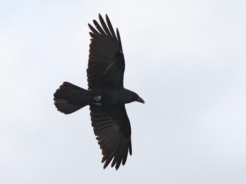 <p><em>Chihuahuan </em>Raven</p>