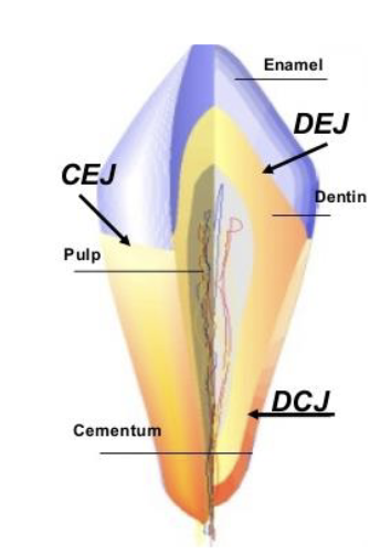 <p>the junction of the dentin and cementum along the anatomical root structure</p>