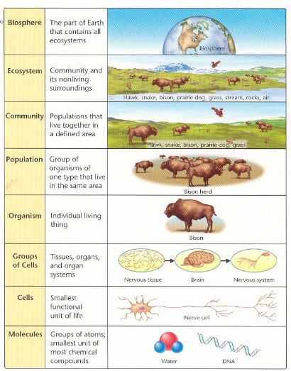 <ol><li><p>Atoms</p></li><li><p>Molecules</p></li><li><p>cells</p></li><li><p>Tissues</p></li><li><p>Organs</p></li><li><p>Organisms</p></li><li><p>Population</p></li><li><p>Community</p></li><li><p>Ecosystem</p></li><li><p>Biosphere</p></li></ol><p></p>