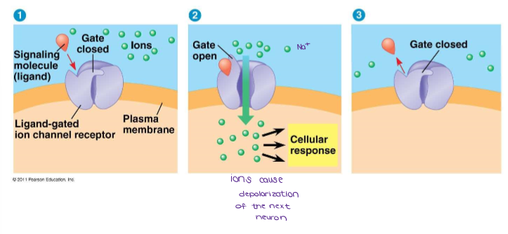 <ul><li><p>Some membrane receptors of chemical signals are: <strong><u>Ligand-gated ion channels.</u></strong> These channels are protein pores in the plasma membrane that open or close in response to the binding of a chemical signal, allowing or blocking the flow of specific ions, such as Na<sup>+</sup> or Ca<sup>2+</sup> into the cell. Often the change in the concentration of a particular ion inside the cell directly affects cell function. </p></li><li><p>*Ligand-gated ion channels are particularly important in the <u>NERVOUS SYSTEM.*</u></p></li><li><p>(Ions flowing into a neuron will cause depolarization, or activation of the cell.)</p></li></ul><p></p>