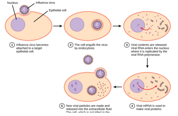 <p>Take over reproductive machinery of suitable host cells</p><p>Then split by binary fission</p>