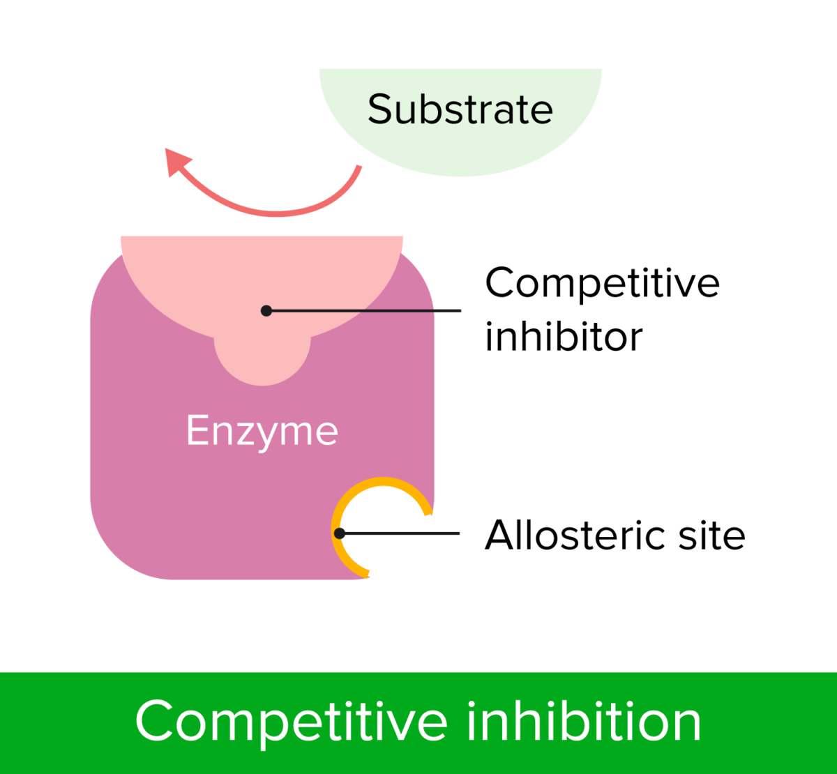 <ul><li><p>Competitive inhibitors compete directly with the substrate for <mark data-color="yellow" style="background-color: yellow; color: inherit">space in the active site</mark> and prevent the substrate from binding, either lowering the rate or stopping the reactions.</p></li><li><p>The shape of the inhibitor molecule is complementary to the shape of the active site of the enzyme</p></li></ul><p></p>