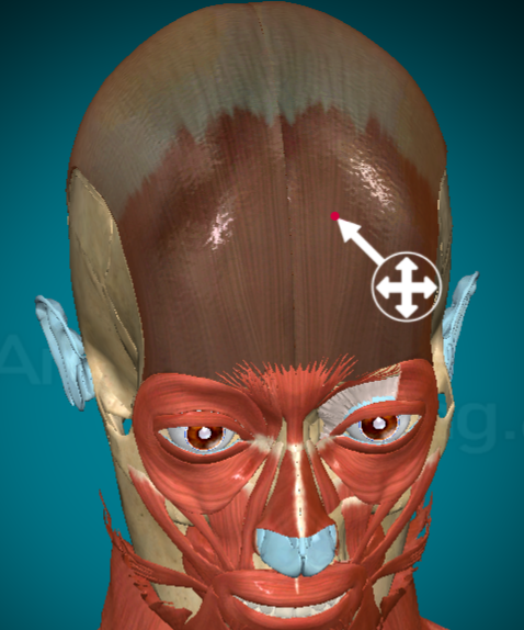 <ul><li><p>What? Occipitofrontalis frontal belly</p></li><li><p>f(x): raise eyebrows</p></li></ul><p></p>