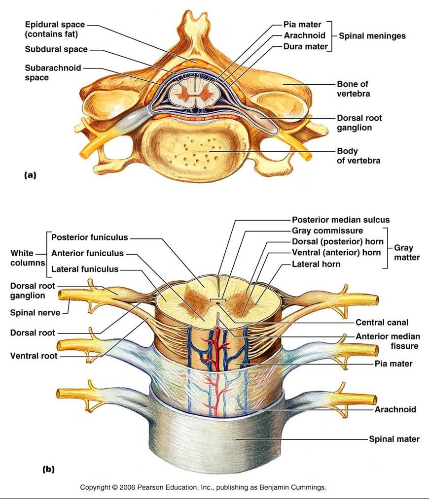 spinal cord anatomy | Spinal cord anatomy, Nerve anatomy, Spinal nerves  anatomy