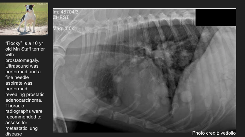 <p>Pattern? </p><p>ddx? </p>