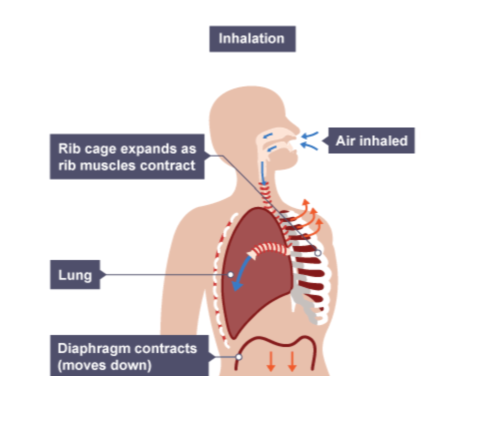 <ul><li><p>intercostal muscles contract</p></li><li><p>ribs move up &amp; out</p></li><li><p>diaphragm contracts &amp; flattens</p></li><li><p>chest cavity volume increases</p></li><li><p>chest cavity pressure decreases</p></li><li><p>air moves into lungs</p></li></ul><p></p>