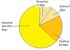 <p>Which vaginal epithelial cell is seen only in estrus?</p>