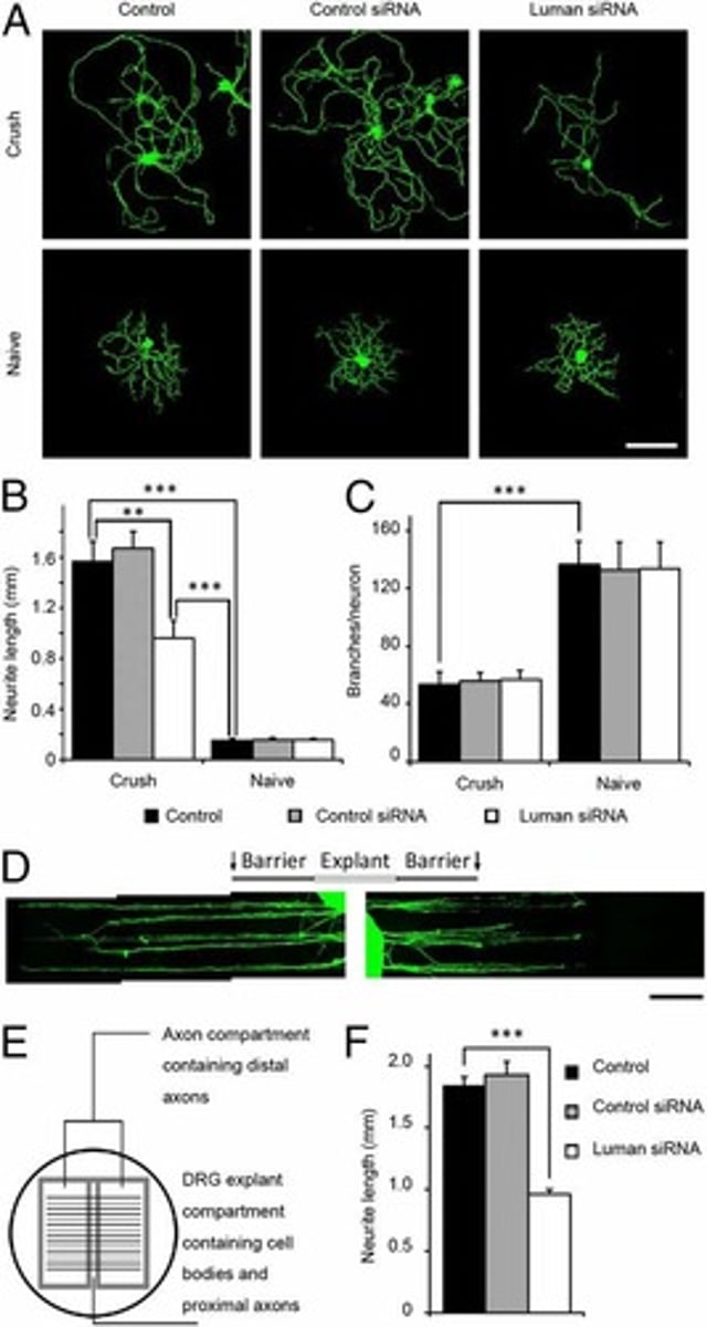 <p>It significantly reduces their ability to regenerate an axon.</p>