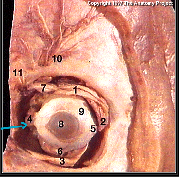 <p>what muscle?(#4)</p>