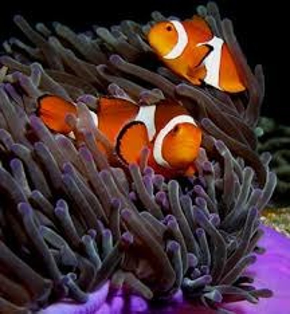 <p>the relation between two different kinds of organisms when one receives benefits from the other without damaging it</p>