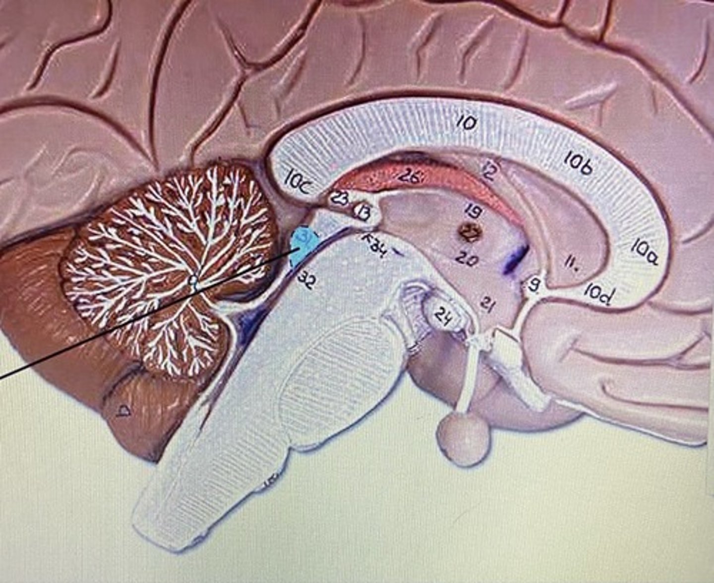 knowt flashcard image