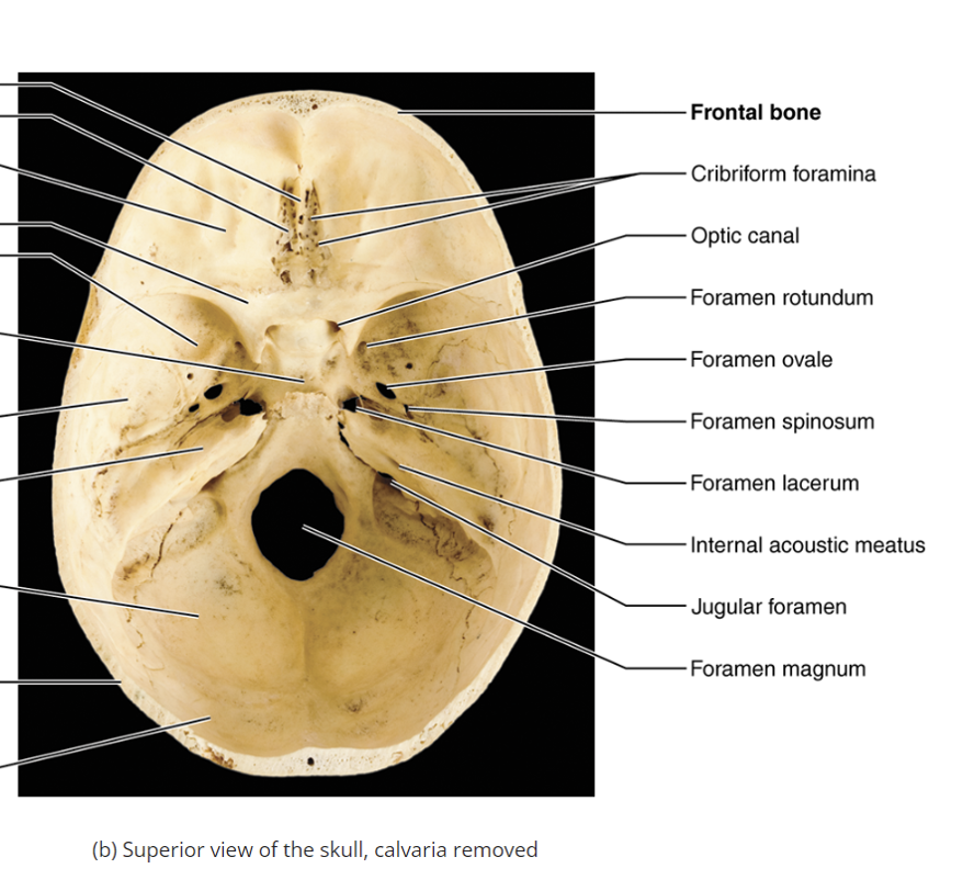 <p>An opening allowing the maxillary branch of cranial nerve V to pass. allows for cranial nerve five and V-2 (maxillary branch) (V-2 goes to the maxilla), trigeminal nerve</p>