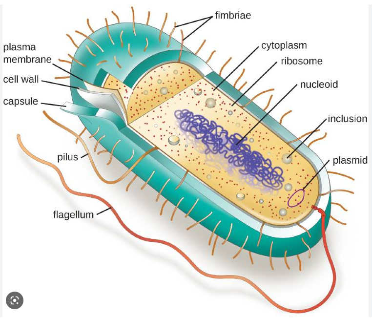 * Have a protective waxy capsule surrounding their cell wall
* Small loops of DNA called ==plasmids== 
* Have ==flagella== that enable them to move 
* Have ==pili== smaller hair like cells that allow bacteria to adhere to host cells/each other 