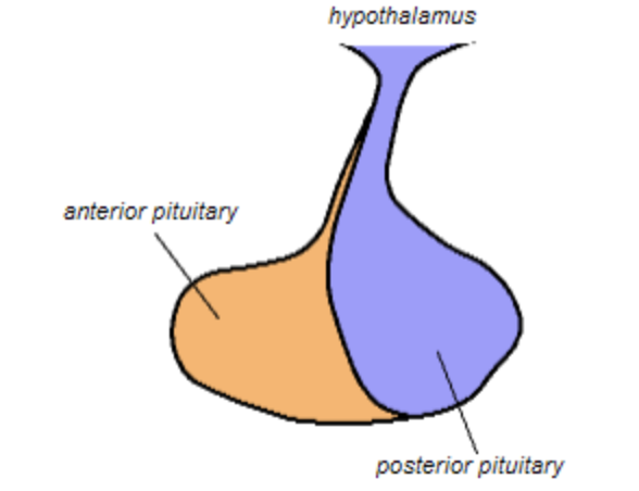 <p>how does the hypothalamus communicate w/ the anterior pituitary gland and what structures are involved with that communication?</p>