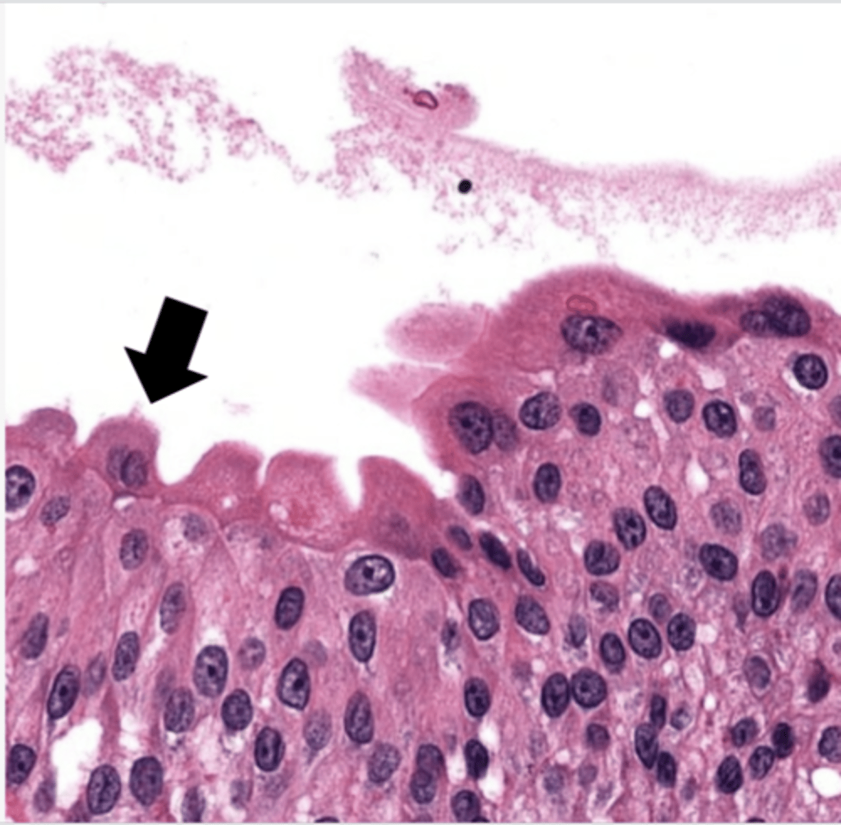 <p>Identify the cell in the arrow</p>