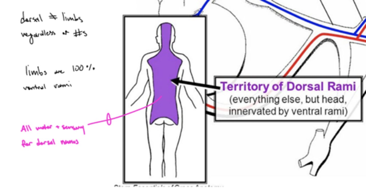 <p>skeletal muscles, sensory of the back and the back of the head</p>