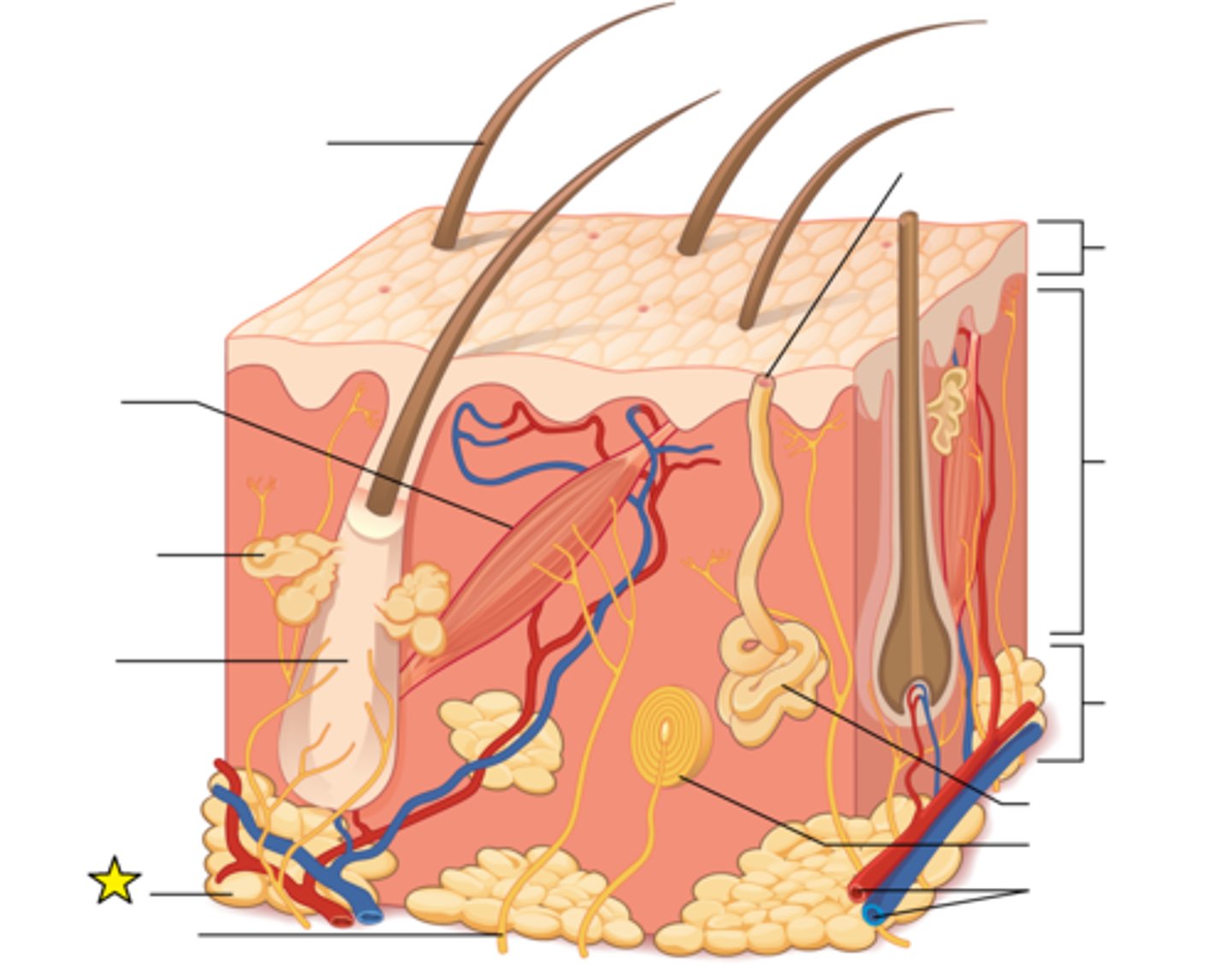 <p>Mainly fat globules. Many cells contain large lipid deposits. Functions: Insulates the body, protects some organs and serves as a sit of fuel</p>