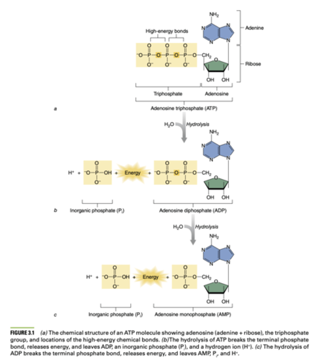 <p>phosphorylation</p>