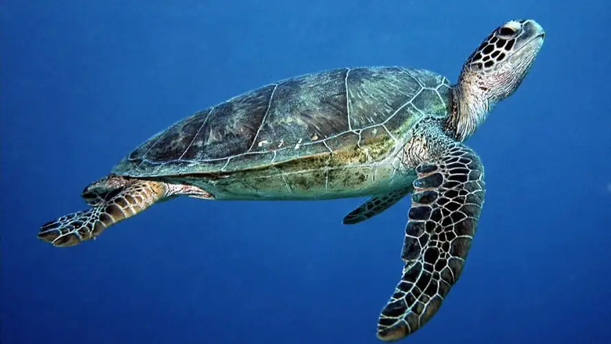<p>Shell and skin coloration from beige to almost black. Distinguishable by having a serrated mandible + 1 nail on each fin + 4 scales on the side of the shell.</p>