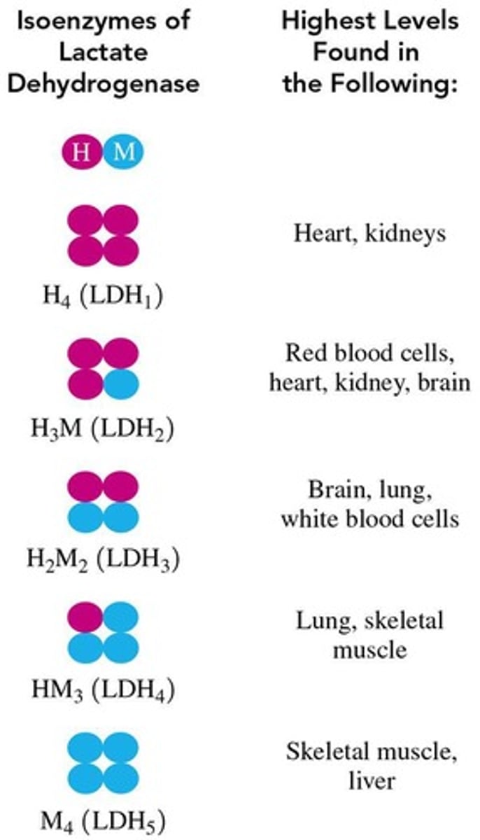 <p>Different forms of an enzyme that catalyze the same reaction but have different quaternary structures.</p>