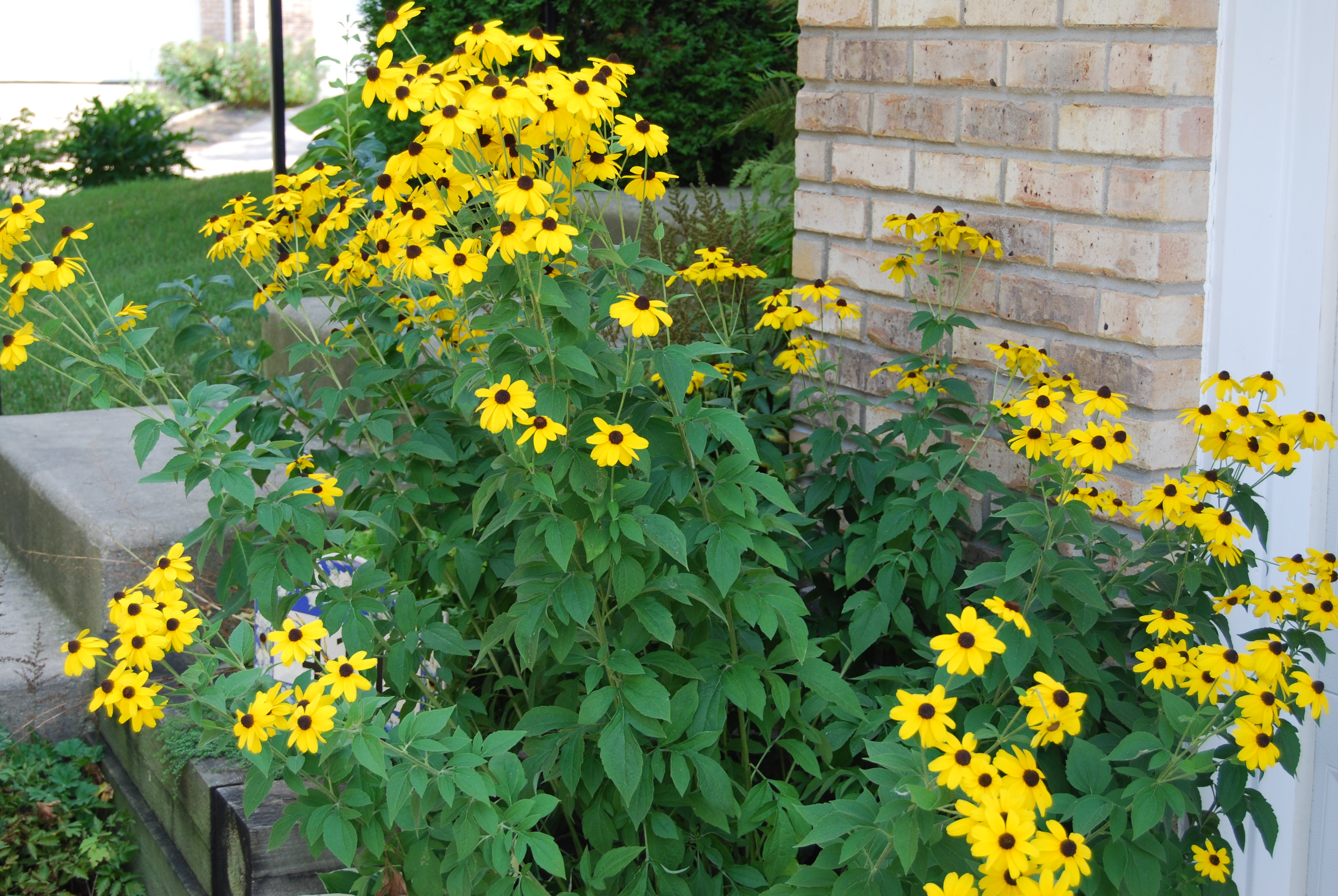 <p>lower foliage is three lobed, smaller flowers than fulgida, more inflorescences per stalk</p>