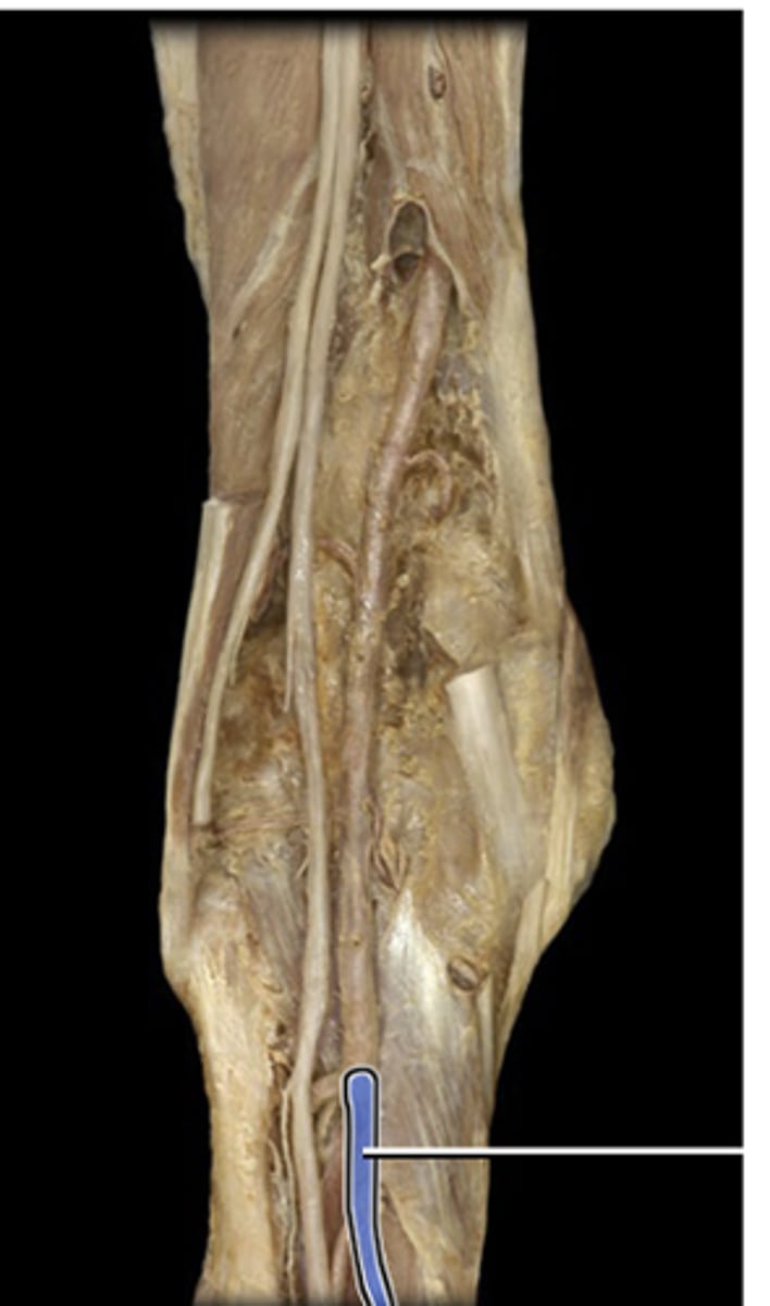 <p>Supplies blood to the muscles of the posterior and lateral lower leg, ankle and foot. Also supplies blood to the tibia and fibula.</p>