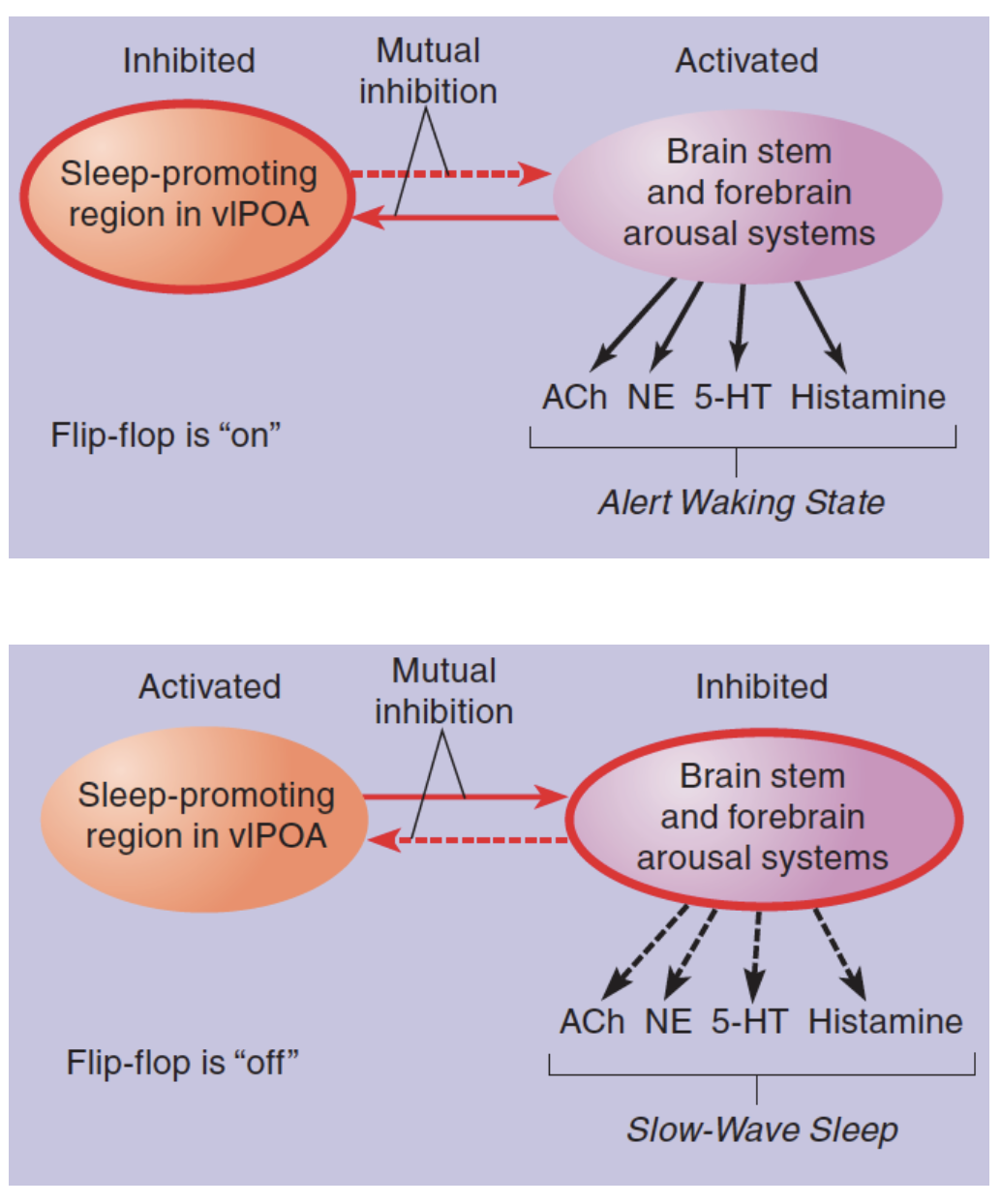 <p><strong>vlPOA </strong>→ associated neurons inhibit wake-promoting neurons, promoting sleep</p><ul><li><p><strong>Sleep-wake flip-flop circuit</strong> → characterized by reciprocal inhibition (area receiving inhibitory input comes from the same region it’s inhibiting), such that both regions cannot be active at the same time + the transition is fast</p><ul><li><p><u>In English</u>: There’s biological/physiological grounding for the reason you can’t be awake and asleep at the same time + why you properly wake up or fall asleep almost instantly</p></li></ul></li></ul><p><u>Direct interventions</u>: </p><ul><li><p>Electrical stimulation can facilitate drowsiness and perhaps sleep</p></li><li><p>Lesions suppress sleep and cause <strong>insomnia</strong></p></li></ul><p></p>