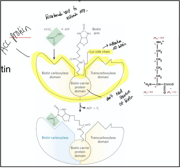 <p>malonyl-CoA is formed from acetyl-CoA and bicarbonate</p><ul><li><p><span style="background-color: transparent;"><strong>acetyl-CoA carboxylase</strong> = catalyzes the irreversible formation of malonyl-CoA from acetyl-CoA</span></p><ul><li><p><span style="background-color: transparent;">Reaction occurs in the cytoplasm</span></p></li><li><p><span style="background-color: transparent;">Contains a biotin prosthetic group covalently bound in amide linkage to the 𝜀-amino group of a Lys residue</span></p></li></ul></li><li><p><span style="background-color: transparent;">Step 1: the carboxyl group from HCO<sub>3</sub><sup>-</sup> is transferred to biotin in an ATP-dependent reaction</span></p><ul><li><p><span style="background-color: transparent;">The carboxyl group is carried by the biotin to a different active site, where the CO<sub>2</sub> is transferred to acetyl-CoA to yield malonyl-CoA. This functions to make the subsequent steps more thermodynamically favorable.</span></p></li></ul></li></ul><p></p>