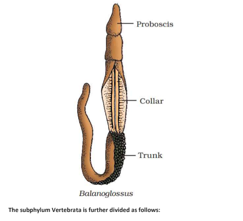 <p>Balanglossus</p>